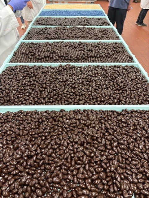 Almonds and raisins covered in chocolate on large trays.